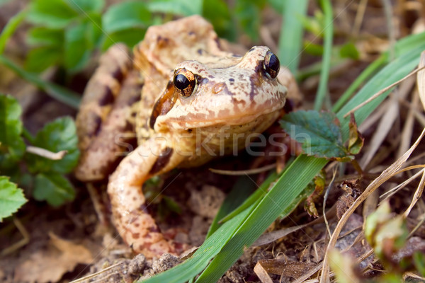 Frog in the grass  Stock photo © inoj