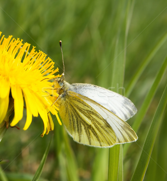 Piccolo bianco farfalla tarassaco fiore primavera Foto d'archivio © inoj
