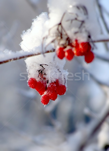 Rosso frutti di bosco inverno neve legno sfondo Foto d'archivio © inoj