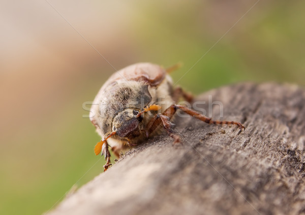 Stock photo: May-bug beetle 