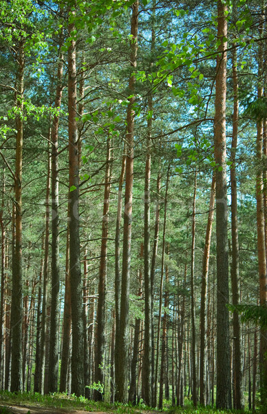 Foresta primavera legno sole pioggia wallpaper Foto d'archivio © inoj