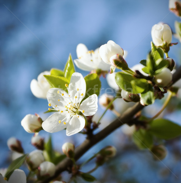 Spring cherry blossoms Stock photo © inoj