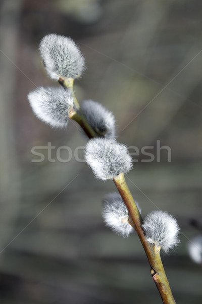 Branche saule printemps usine chatte vacances [[stock_photo]] © inoj