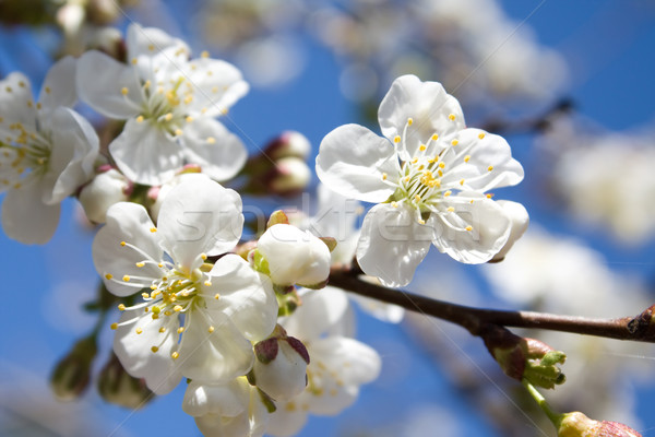 Spring cherry blossoms  Stock photo © inoj