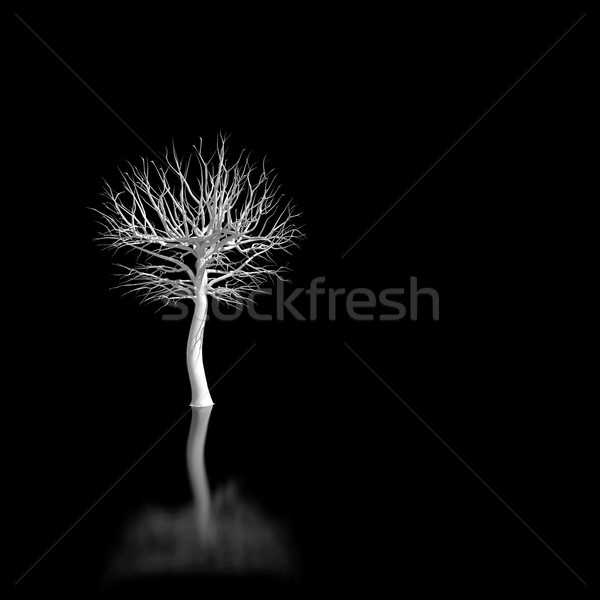 Bianco albero isolato bianco nero nero natura Foto d'archivio © inoj