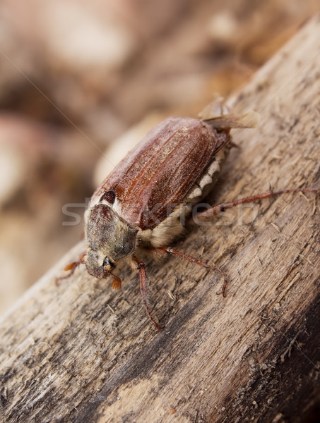 May-bug beetle  Stock photo © inoj