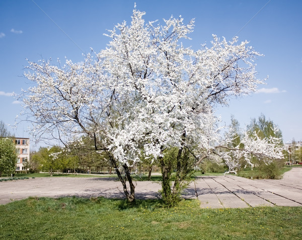 Cseresznye fa város fű természet tájkép Stock fotó © inoj