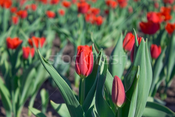 Piros tulipánok tavasz természet szépség nyár Stock fotó © inoj