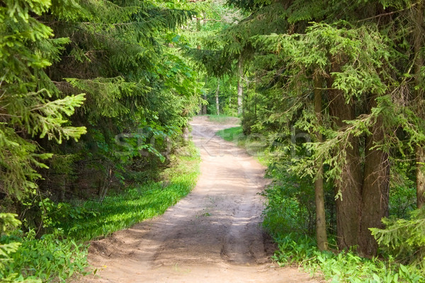 Foresta strada primavera legno foglia parco Foto d'archivio © inoj
