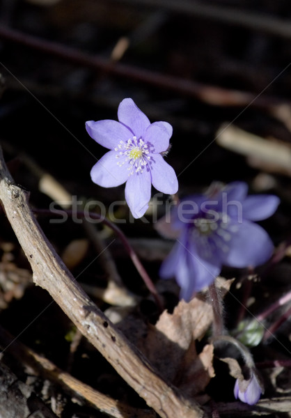 Blu fiori fiore primavera erba foresta Foto d'archivio © inoj