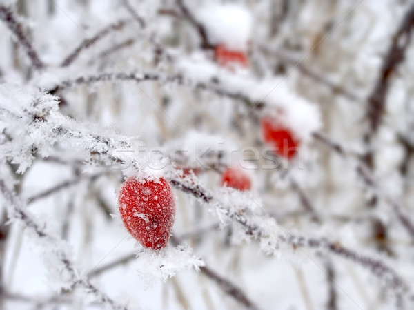 Rosso inverno neve legno rosa sfondo Foto d'archivio © inoj