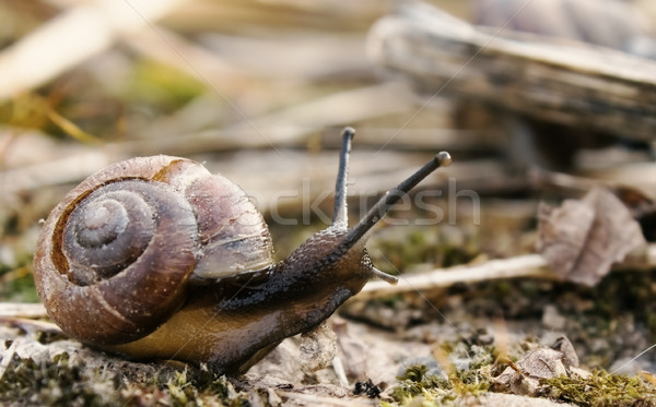 Stock photo: Snail in the nature 