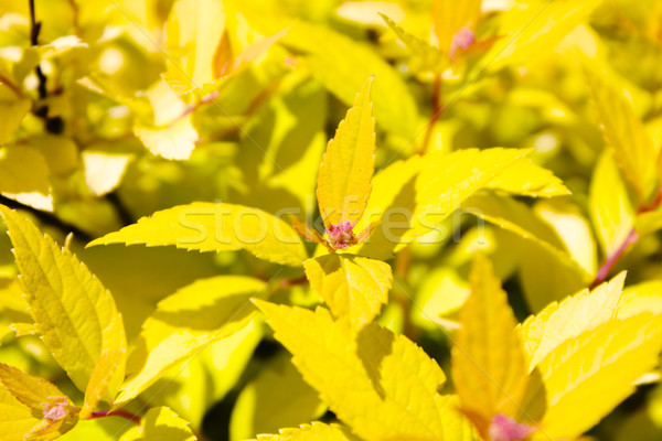 Amarelo planta primavera grama floresta natureza Foto stock © inoj