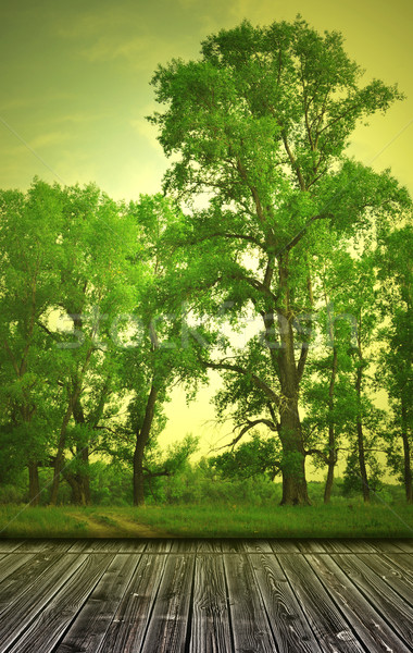 Vintage paisaje camino de tierra edad habitación verde Foto stock © inxti