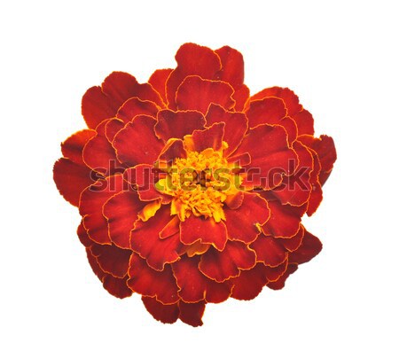 Marigold flower on a white background  Stock photo © inxti