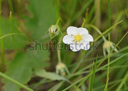 Flowering strawberries in the meadow  Stock photo © inxti