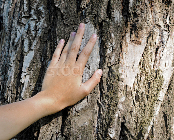 Imagine de stoc: Mână · vechi · copac · familie · lemn · fundal