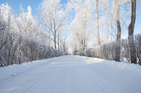 road and hoar-frost on trees in winter  Stock photo © inxti