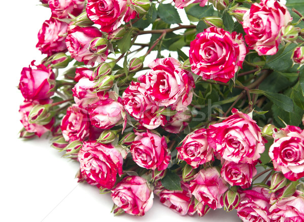 Buket güller yalıtılmış beyaz sevmek hediye Stok fotoğraf © inxti