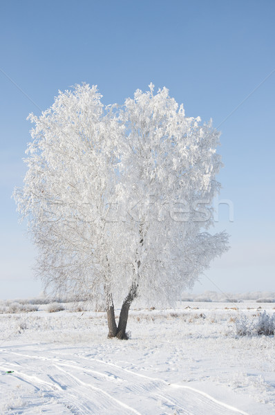 Frozen tree on winter field and blue sky  Stock photo © inxti