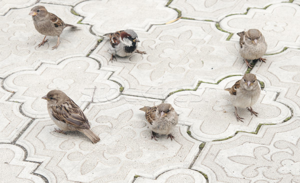 Drogowego miasta ptaków Pióro kamień asfalt Zdjęcia stock © inxti