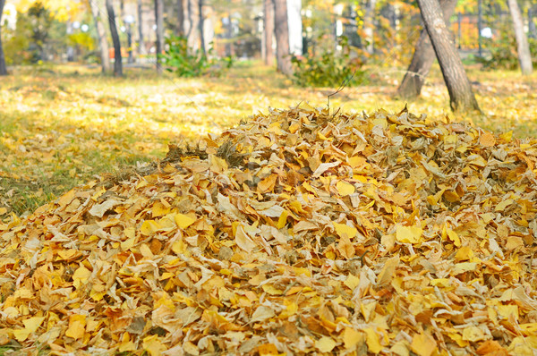 Autumn leaves collected on a pile Stock photo © inxti