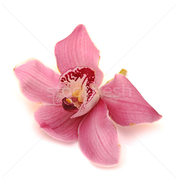 orchid isolated on white background Stock photo © inxti