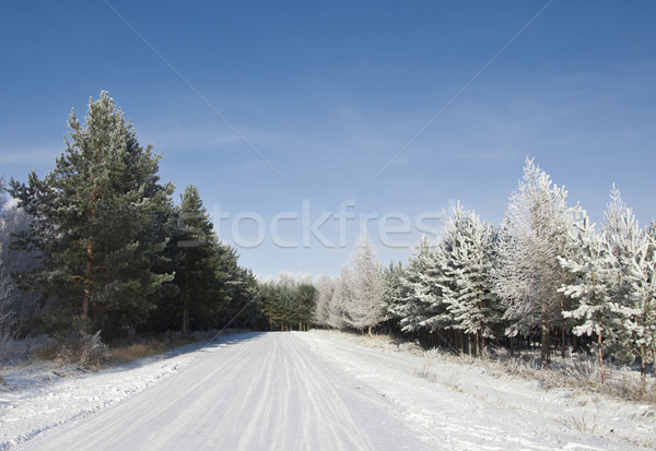 road and hoar-frost on trees in winter  Stock photo © inxti