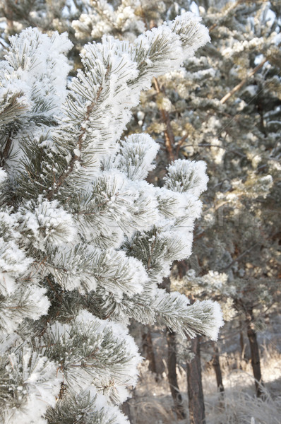 Winter background. A coniferous tree in hoarfrost and snow  Stock photo © inxti