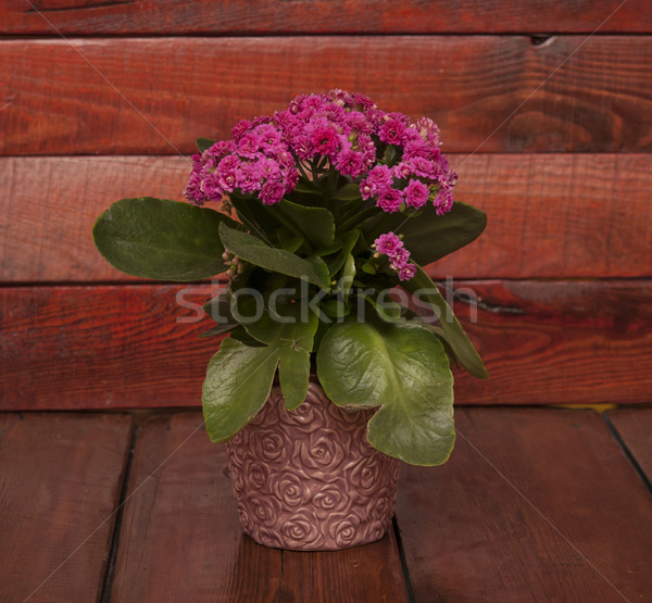 Kalanchoe Stock photo © inxti