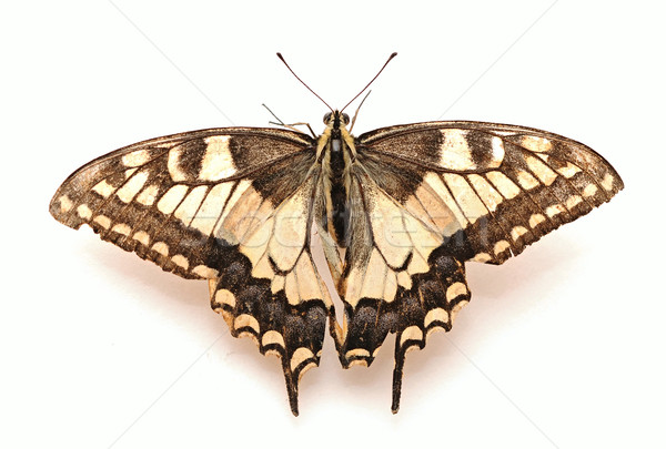 Stock photo: Yellow butterfly 