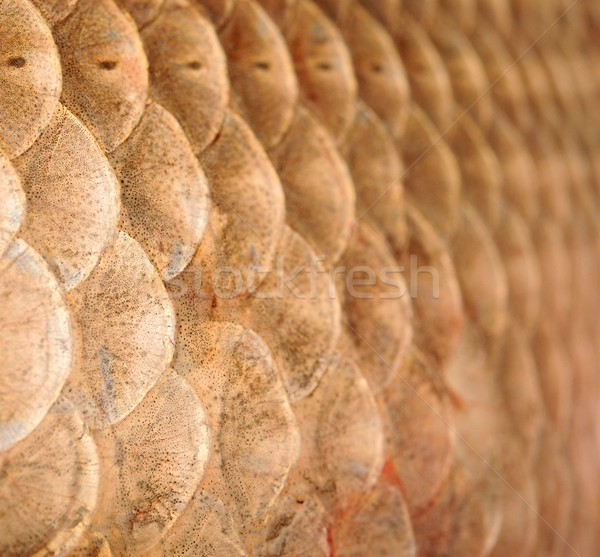Macro shot of roach scales, natural texture Stock photo © inxti