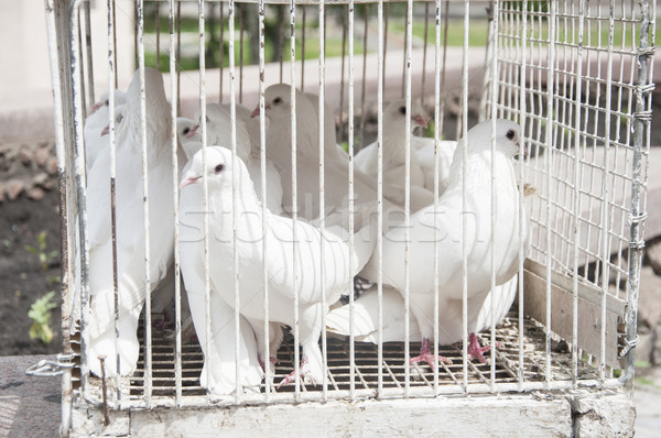 Stock photo: white doves on a sunny day in a wooden cage