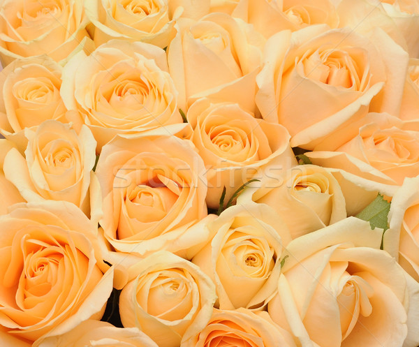 Cream roses background Stock photo © inxti