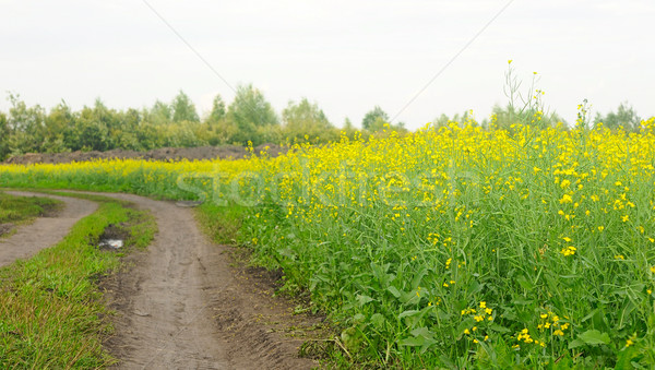 Road through flowering canola fields in Kazakhstan Stock photo © inxti