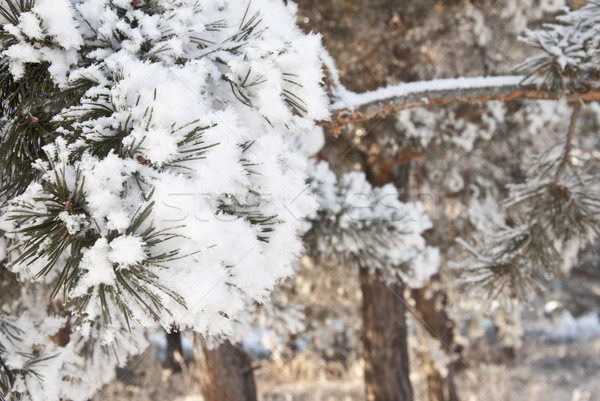 Tél tűlevelű fa hó fa természet Stock fotó © inxti