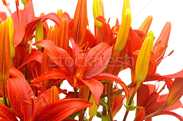 red tiger lily isolated on white background  Stock photo © inxti