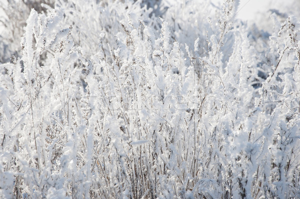 Stock photo: dry grass under the snow 