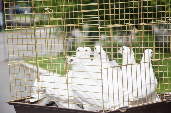 white doves on a sunny day in a wooden cage Stock photo © inxti