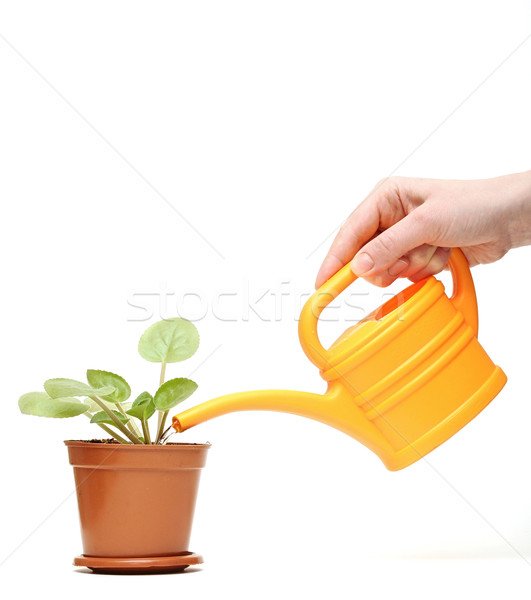 closeup hand watering a plant with watering can Stock photo © inxti