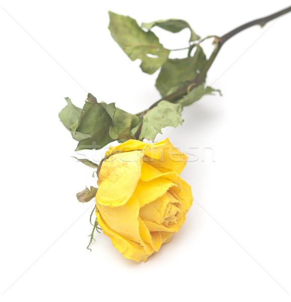 a dried rose isolated on a white background  Stock photo © inxti