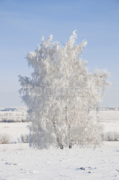 Frozen tree on winter field and blue sky  Stock photo © inxti