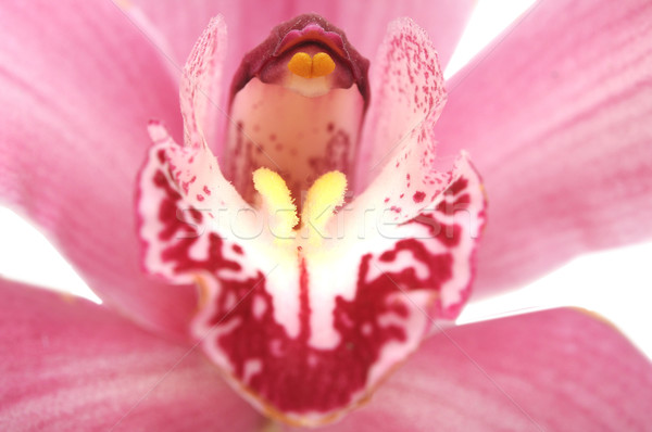 Macro of an orchid Stock photo © inxti
