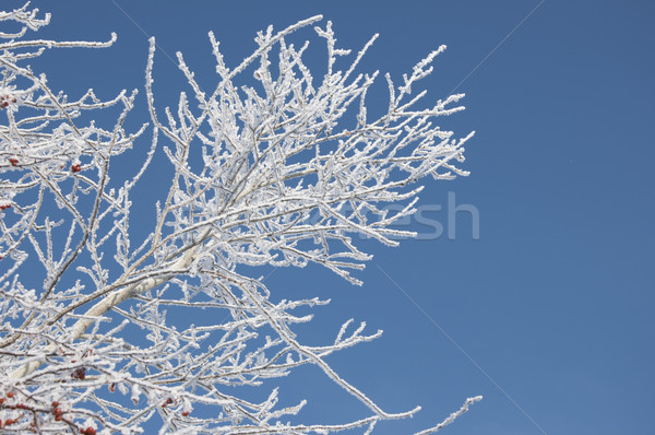 Branch of a tree in hoarfrost on a background of blue sky  Stock photo © inxti