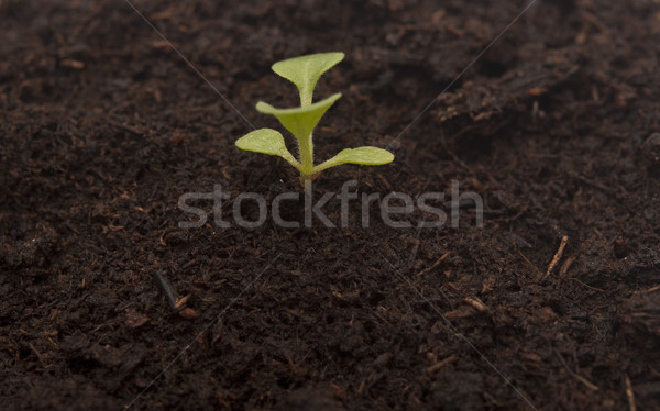 Impianto crescita suolo inizio natura care Foto d'archivio © inxti