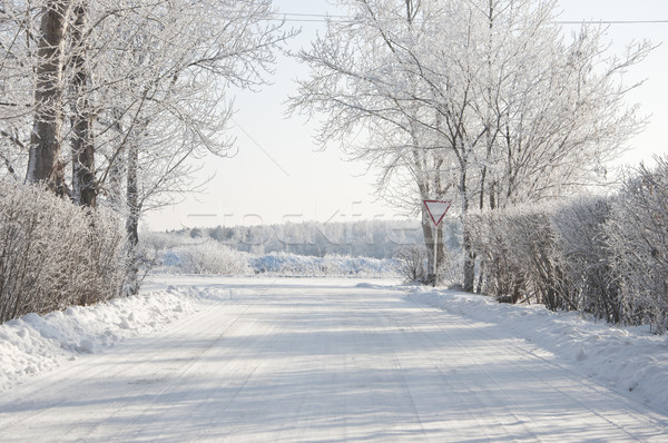 road and hoar-frost on trees in winter  Stock photo © inxti