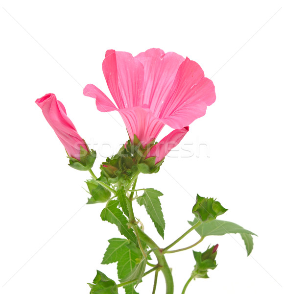 Pink convolvulus flowers on white background  Stock photo © inxti