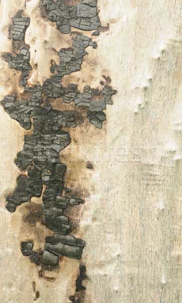 Black wood texture of burnt tree after fire Stock photo © inxti