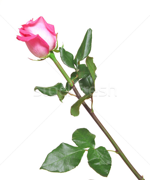 Single pink rose isolation on white  Stock photo © inxti