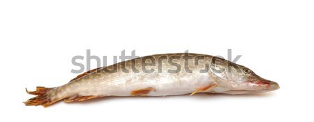 fresh pike fish Stock photo © inxti